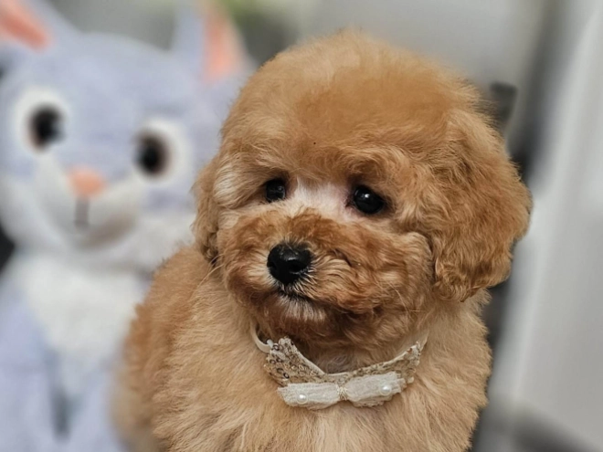 Perros Caniche Toy en venta