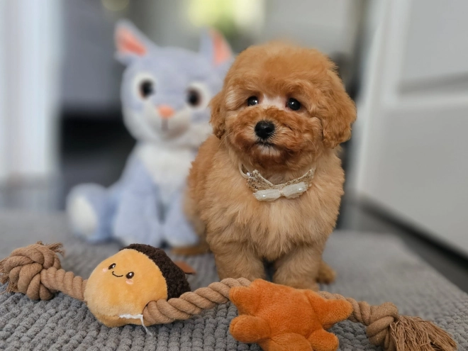 Perros Caniche Toy en venta