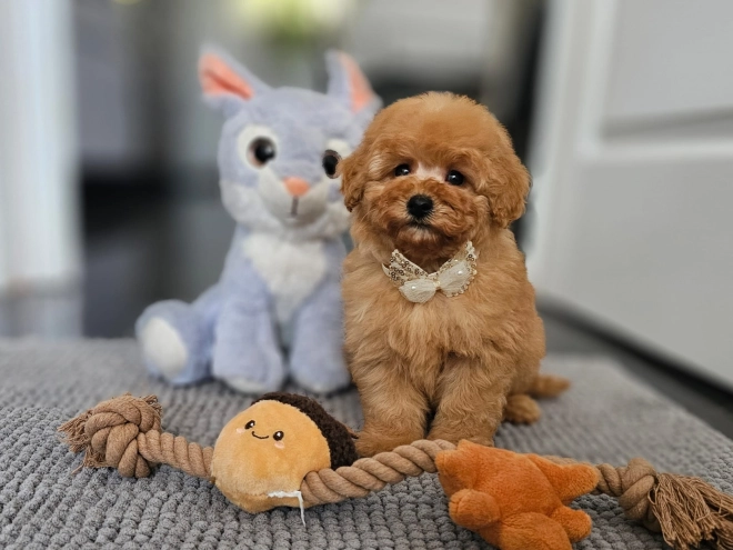 Perros Caniche Toy en venta