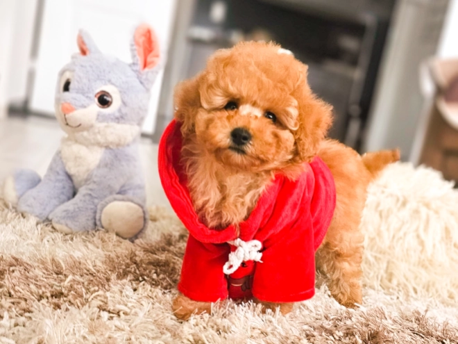 Perros Caniche Toy en venta