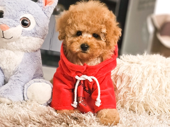 Perros Caniche Toy en venta