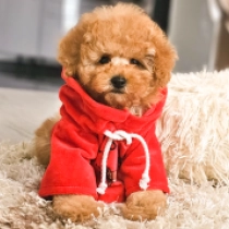 Mini me, fawn Caniche Toy en venta