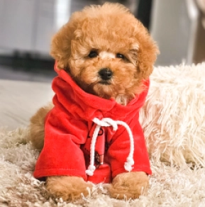 Perros Caniche Toy en venta
