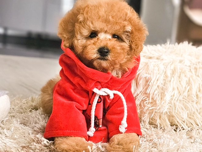 Perros Caniche Toy en venta