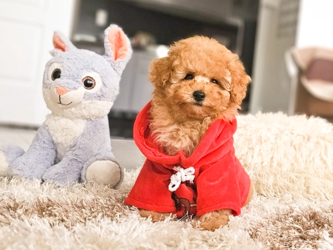 Perros Caniche Toy en venta