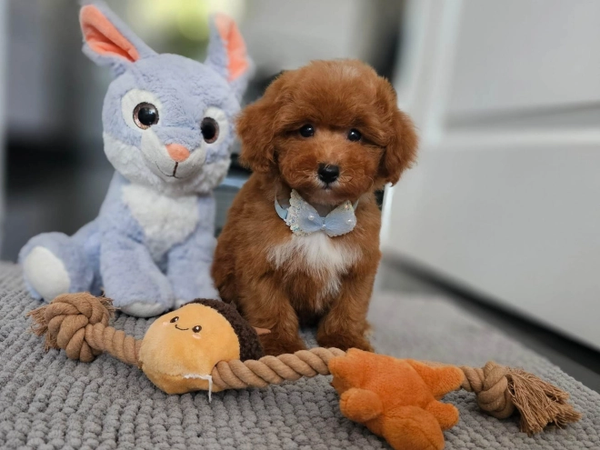 Perros Caniche Toy en venta