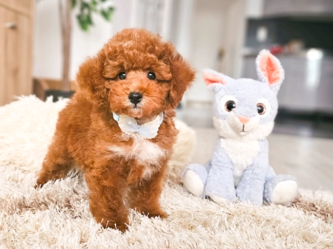 Perros Caniche Toy en venta