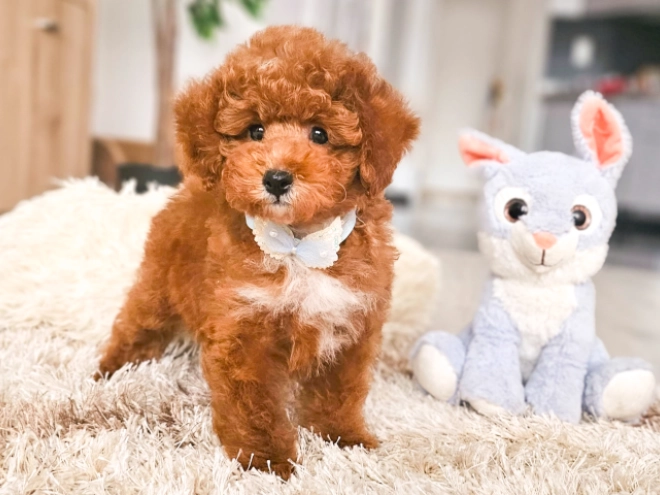 Perros Caniche Toy en venta