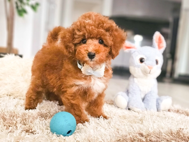 Perros Caniche Toy en venta