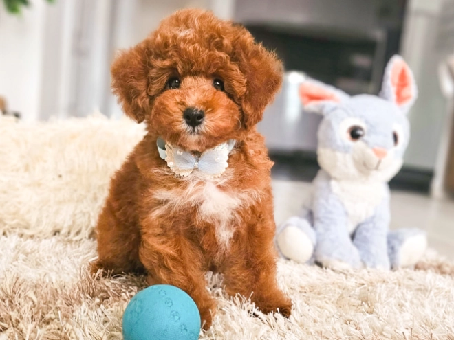 Perros Caniche Toy en venta