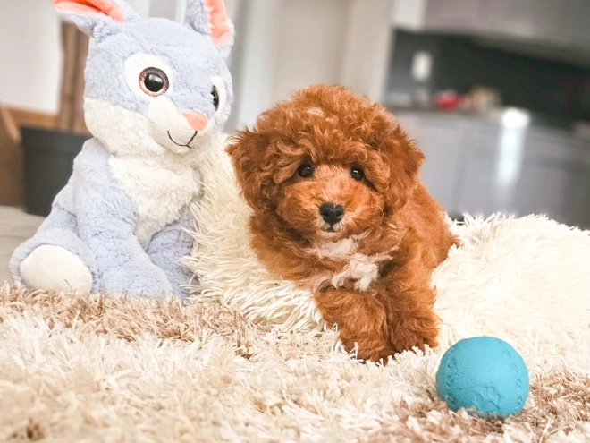 Perros Caniche Toy en venta