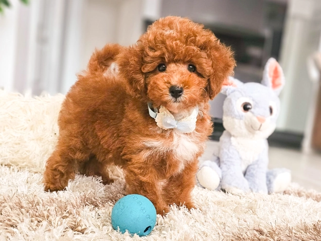 Perros Caniche Toy en venta