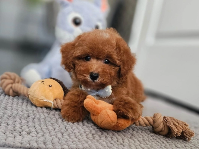 Perros Caniche Toy en venta
