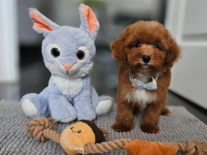 Perros Caniche Toy en venta