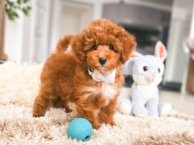 Perros Caniche Toy en venta