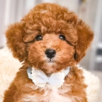 Felix, red Caniche Toy en venta