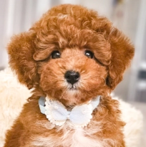 Perros Caniche Toy en venta