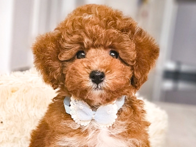 Perros Caniche Toy en venta