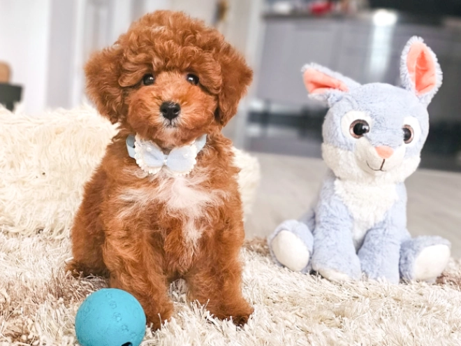 Perros Caniche Toy en venta