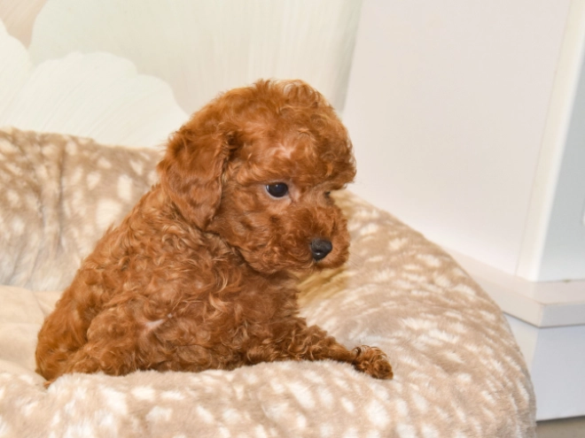 Perros Caniche Toy en venta