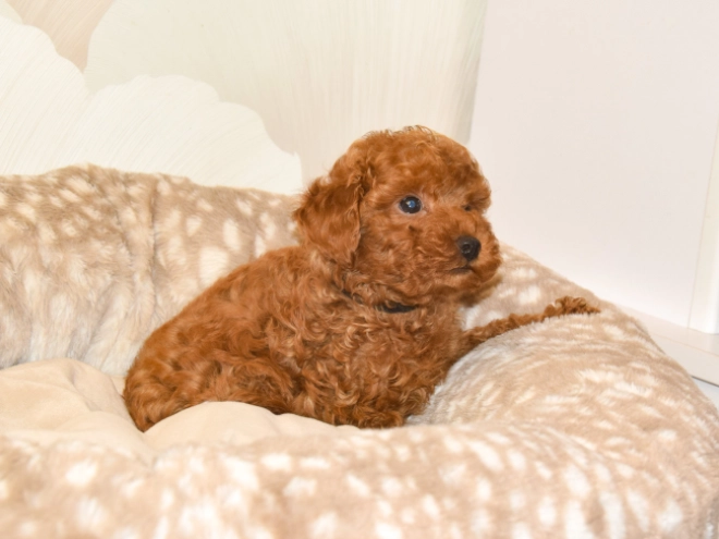 Perros Caniche Toy en venta