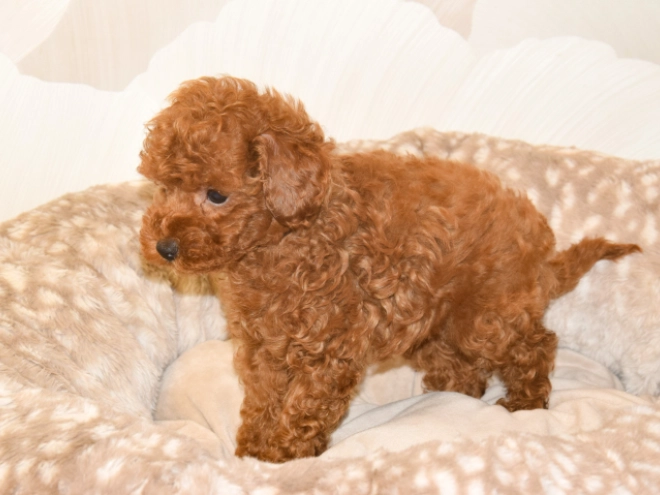 Perros Caniche Toy en venta
