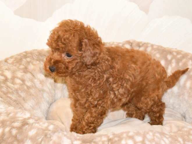 Perros Caniche Toy en venta
