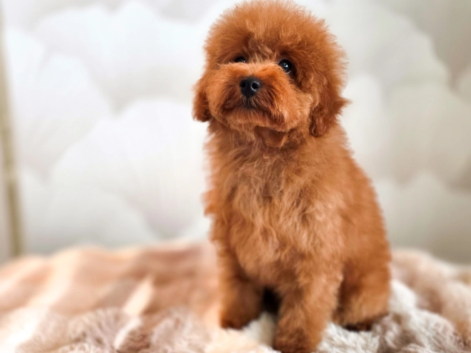 Perros Caniche Toy en venta