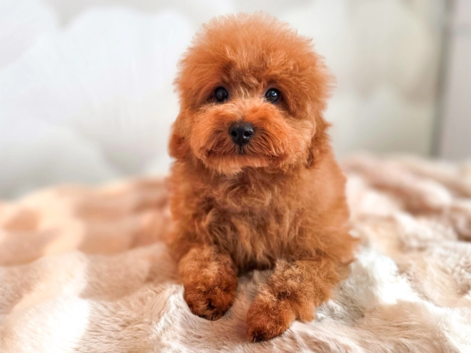 Perros Caniche Toy en venta
