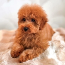 Wookie, red Toy Poodle for sale