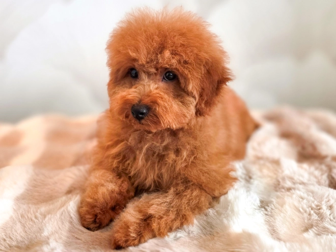 Perros Caniche Toy en venta