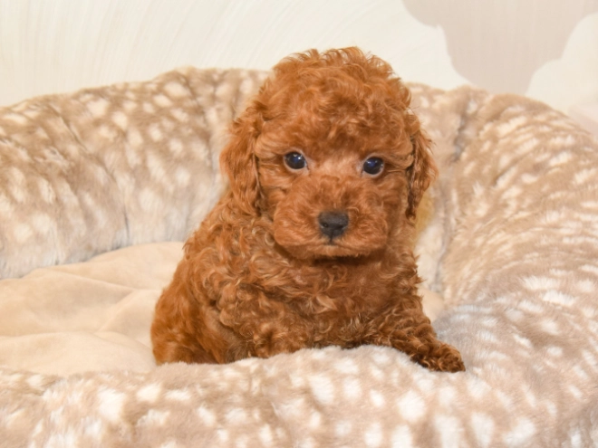 Perros Caniche Toy en venta