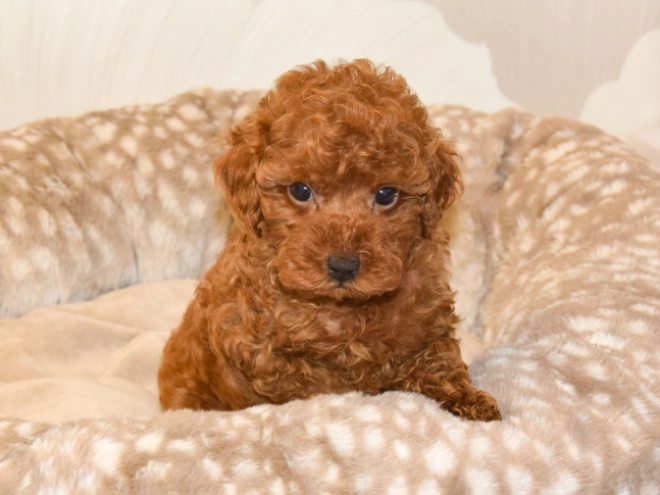Perros Caniche Toy en venta