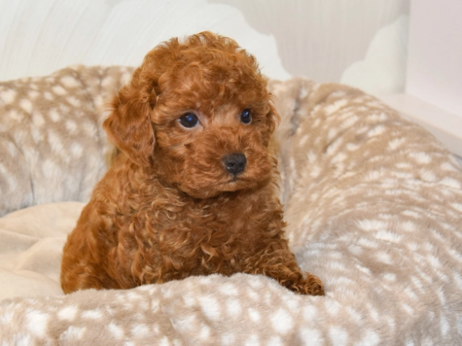 Perros Caniche Toy en venta