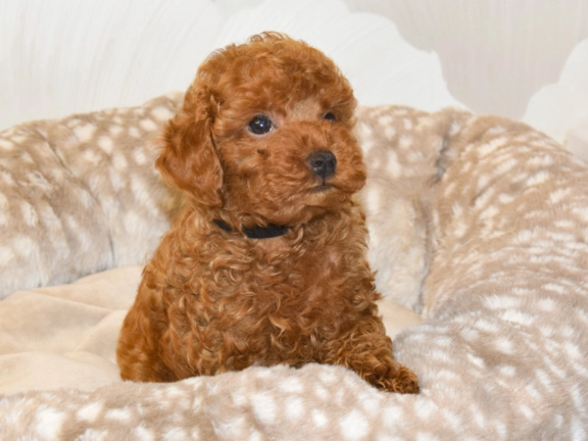 Perros Caniche Toy en venta