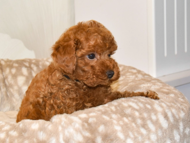 Perros Caniche Toy en venta