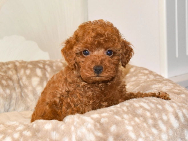 Perros Caniche Toy en venta