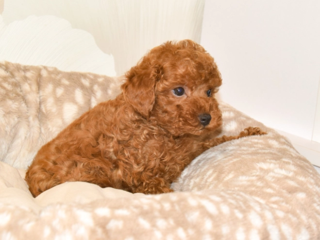 Perros Caniche Toy en venta