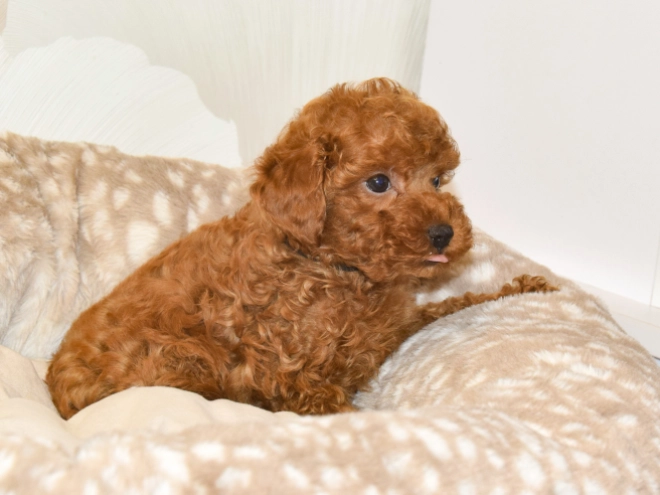 Perros Caniche Toy en venta