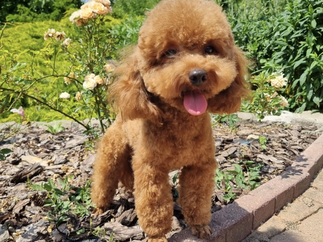 Perros Caniche Toy en venta