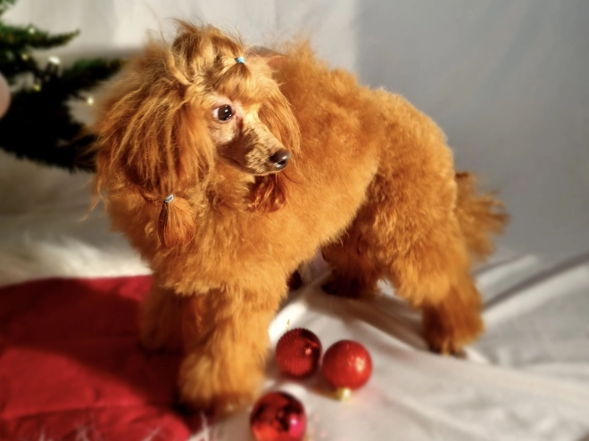 Perros Caniche Toy en venta