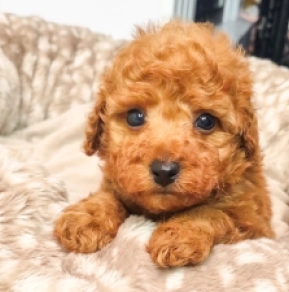 Perros Caniche Toy en venta
