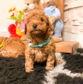 Perros Caniche Toy en venta