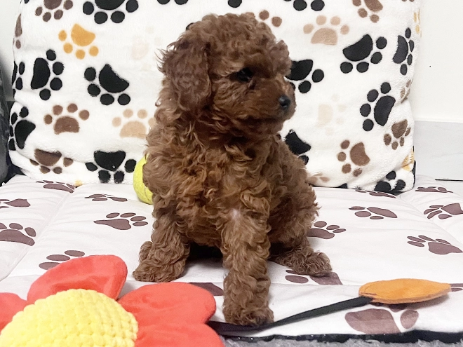 Toy Poodle puppy for sale