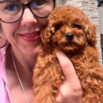 Luke, red Caniche Toy en venta