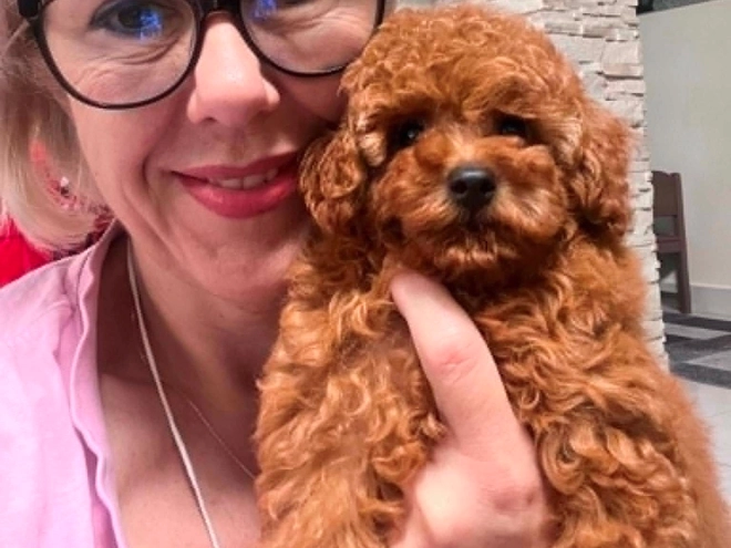 Toy Poodle puppy for sale