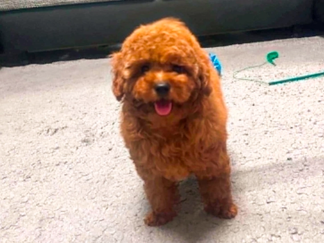 Toy Poodle puppy for sale