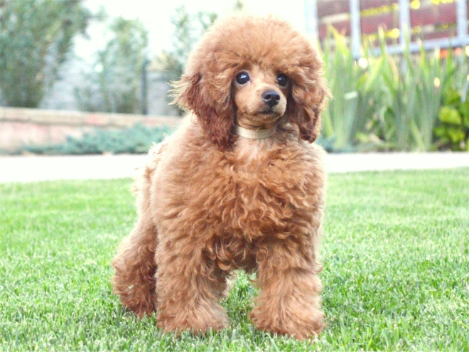 Toy Poodle puppy for sale