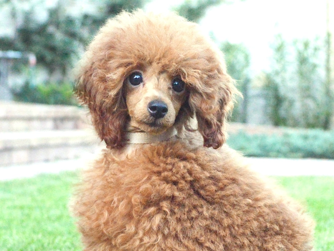Toy Poodle puppy for sale