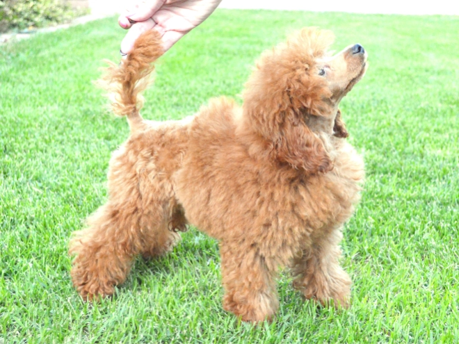 Toy Poodle puppy for sale